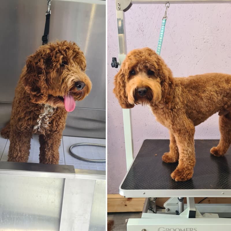 A shaggy apricot cockapoo before its groom and the same dog freshly clipped afterwards