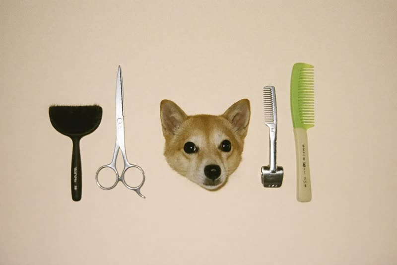 Grooming scissors, brush, comb and clippers laid out on a pale surface