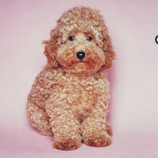 A freshly clipped curly-coated dog sitting against a pale pink background
